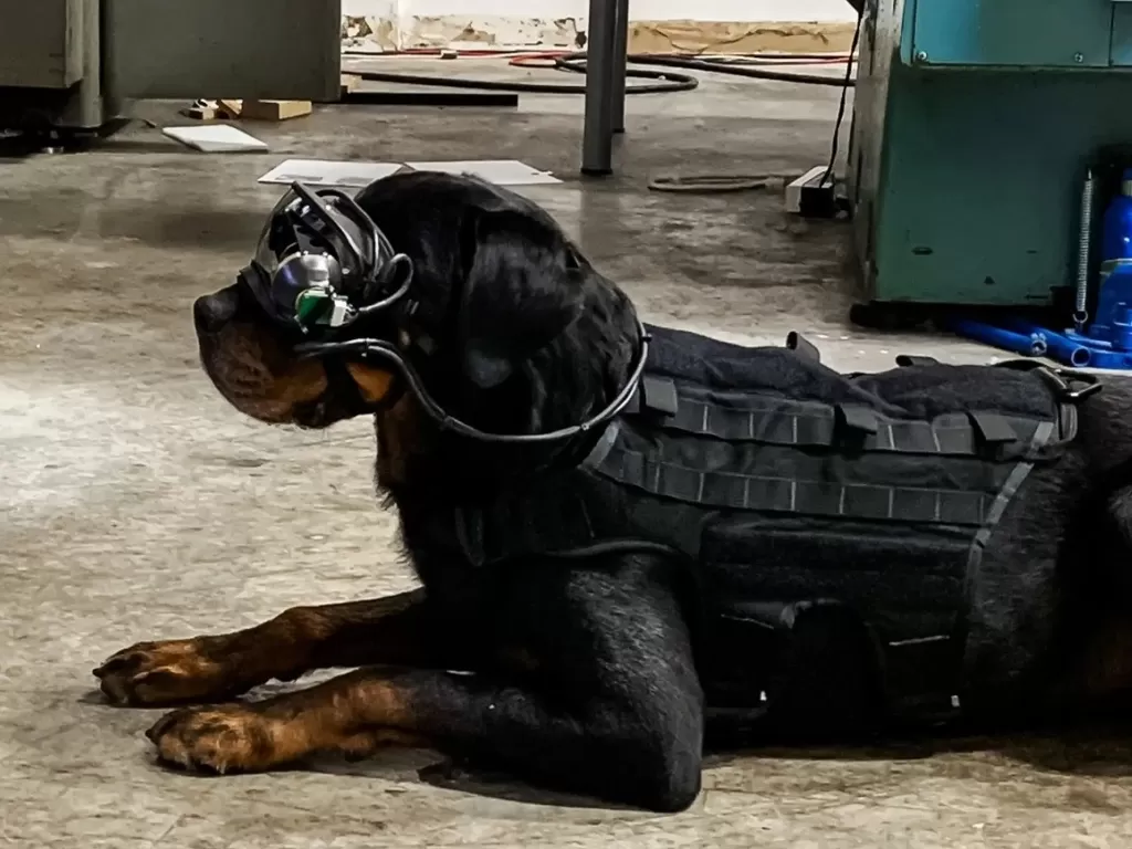 Anjing militer yang terlihat sedang menggunakan perangkat AR (photo/Command Sight)