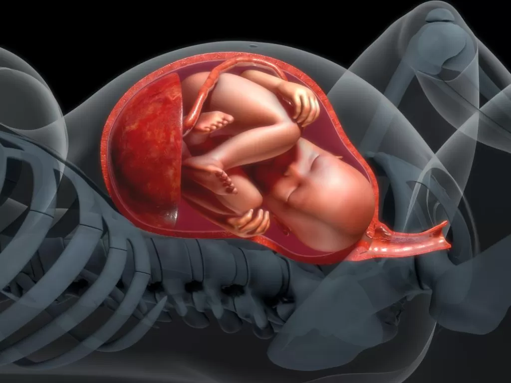 Ilustrasi bayi di dalam rahim (medicalnewstoday)