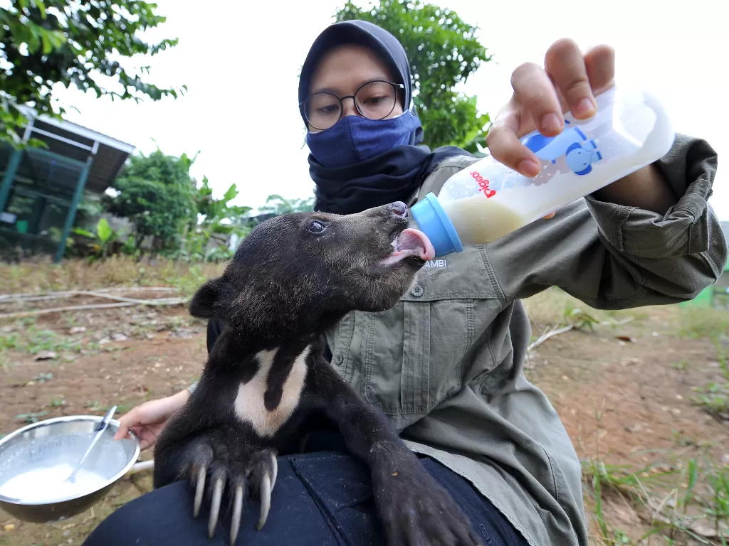 Petugas merawat anak beruang madu (Helarctos malayanus) yang dititipkan di Tempat Penyelamatan Satwa (TPS) BKSDA Jambi, Jambi, Senin (12/10/2020). ANTARA FOTO/Wahdi Septiawan