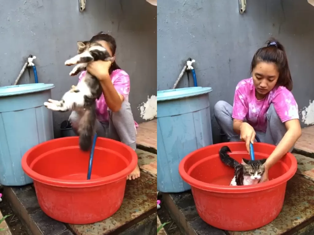 Cuplikan video saat kucing dimandikan dan tak takut air. (photo/TikTok/babu_al)