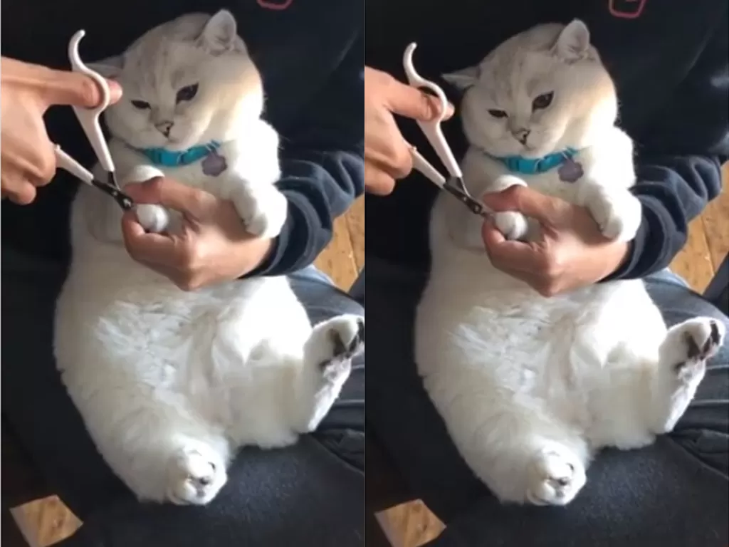Cuplikan video gemasnya saat kucing putih yang dipotong kukunya tanpa perlawanan. (photo/Instagram/@white_coffee_cat)