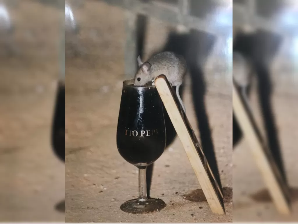 Tikus di pabrik anggur Tio Pepe. (aredletterlife/atlasobscura)
