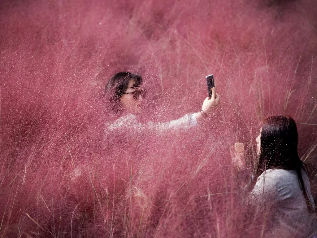 Seorang wanita mengambil foto selfie saat temannya sedang merias wajahnya di lapangan rumput muhly pink (REUTERS/Kim Hong-Ji)