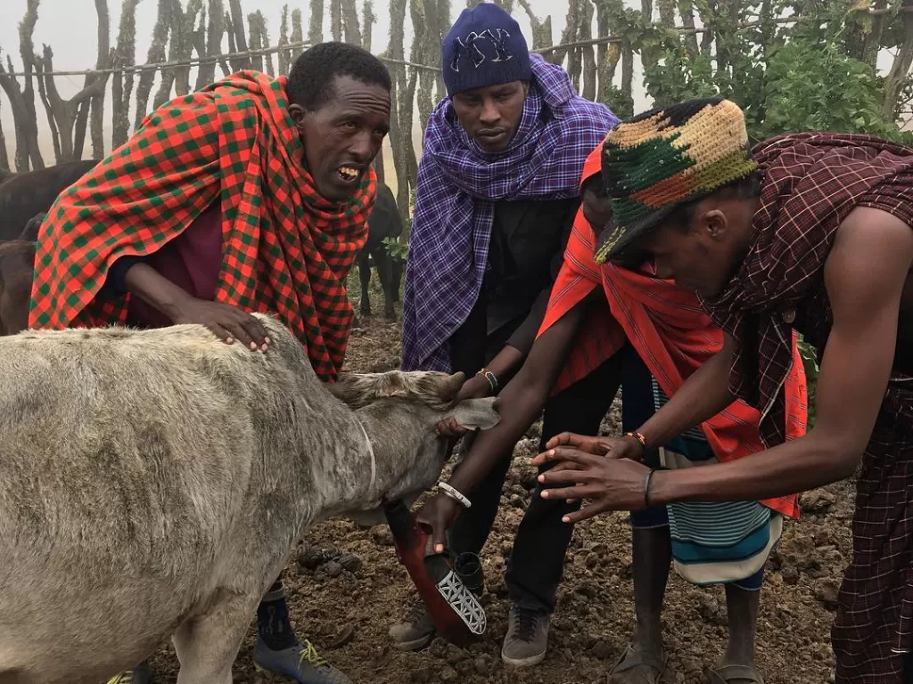 4 Pria Maasai yang Mengambil darah Sapi. (Instagram/@aeriena)