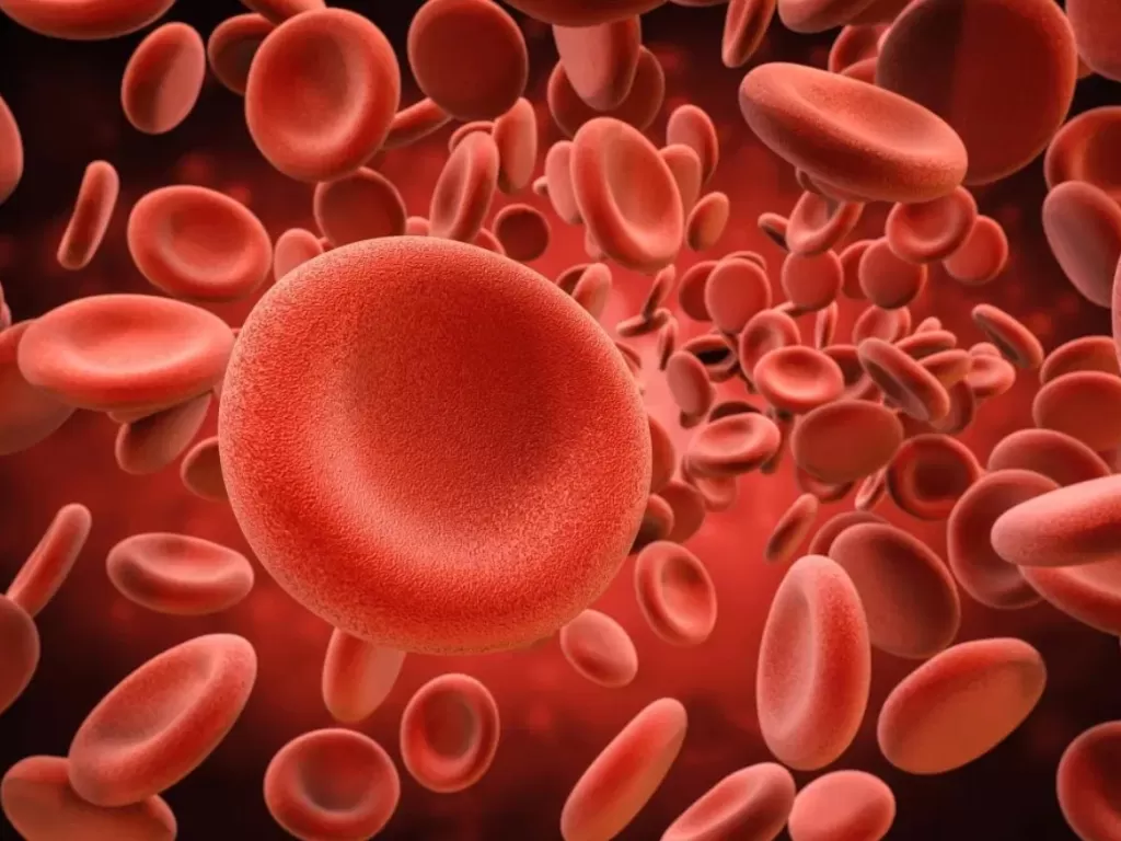 Ilustrasi sel darah merah. (Medicalnewstoday)