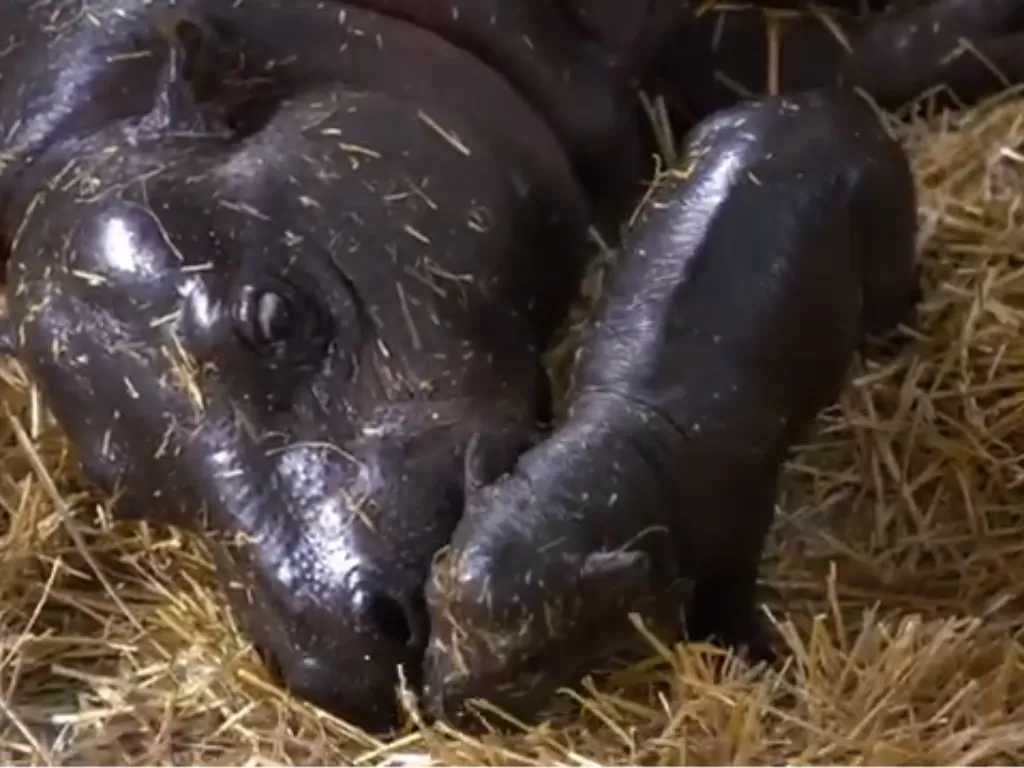 Bayi kuda nil kerdil dan induknya di kebun binatang Boston. (Travel and Leisure)
