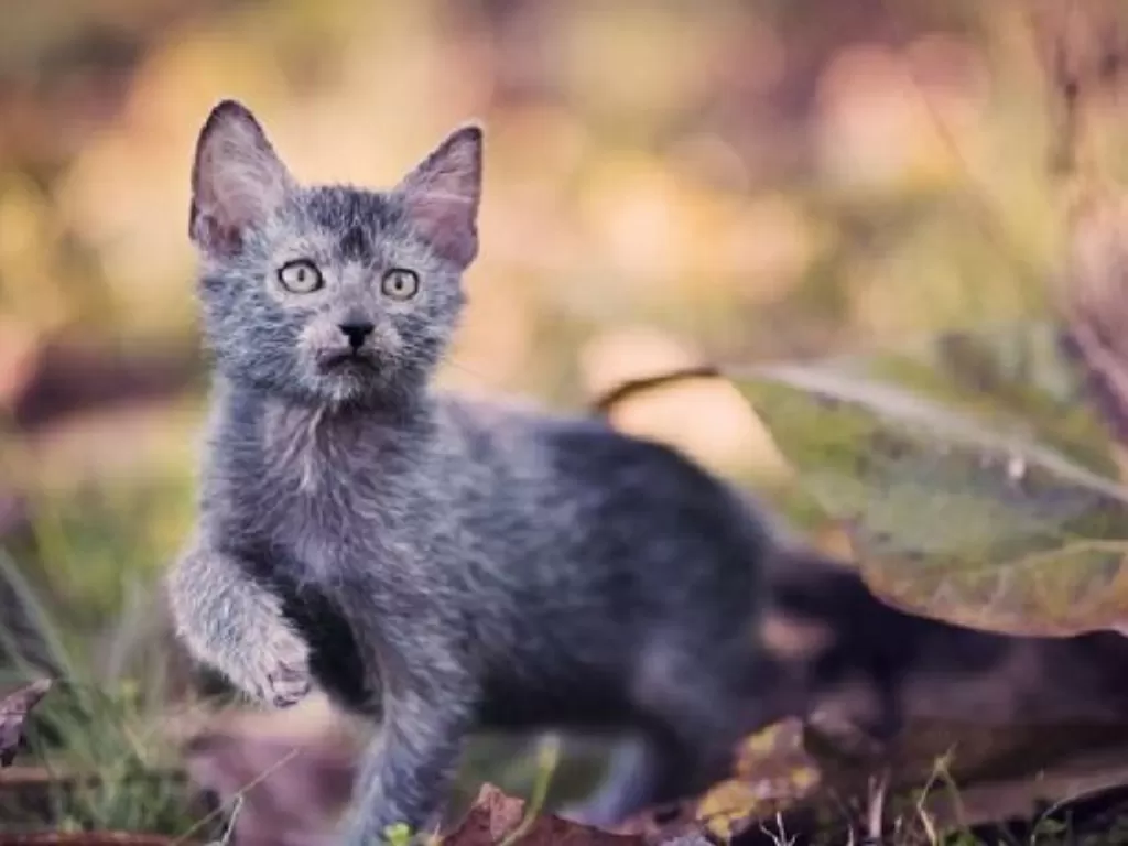 Kucing Lykoi/ werewolf cat. (catspro.com)