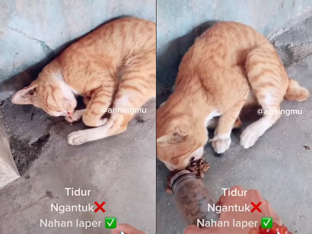 Cuplikan video saat pria yang berikan makan kepada kucing liar. (photo/TikTok/@anningmu)