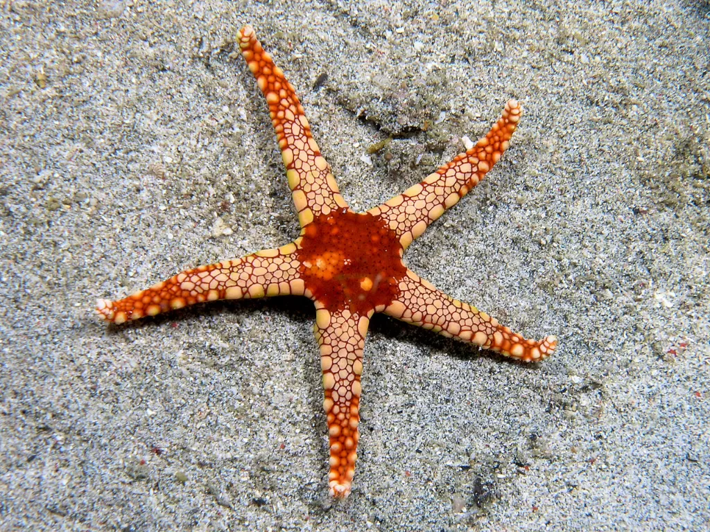 Bintang laut. (Wikipedia/Nhobgood Nick Hobgood)