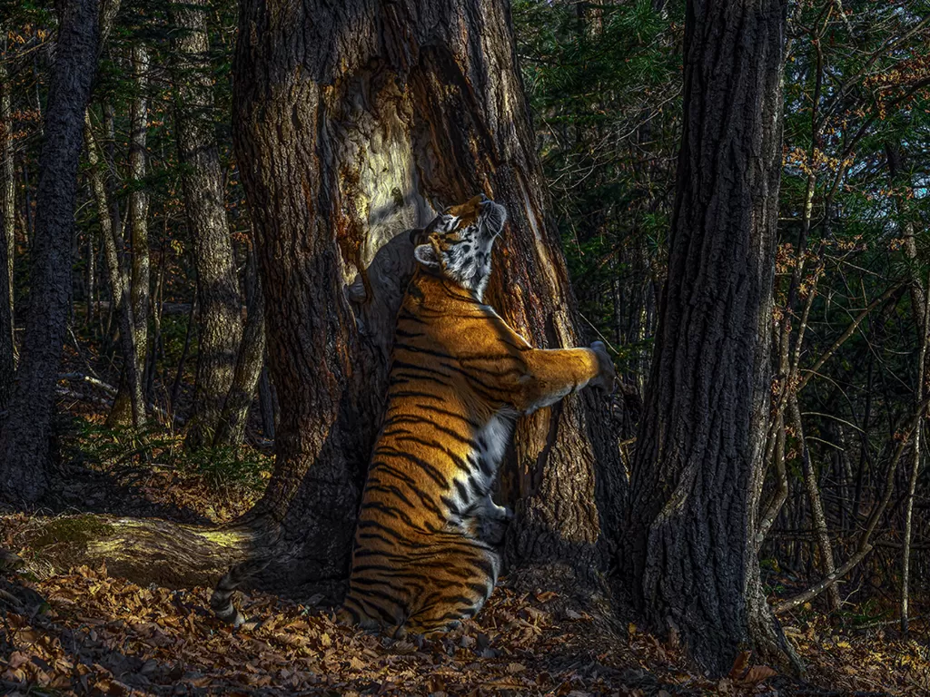 Potret harimau memeluk pohon yang mendapat penghargaan dari Museum Sejarah Alam London. (Travel and Leisure/SERGEY GORSHKOV/WILDLIFE PHOTOGRAPHER OF THE YEAR 2020)