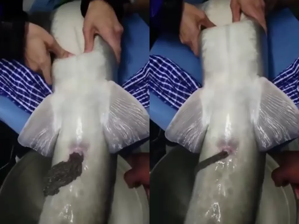 Cuplikan video disaat para ahli yang memijat perut ikan Sturgeon untuk mengambil telur ikan atau caviar. (photo/Instagram/@denpasar.viral)