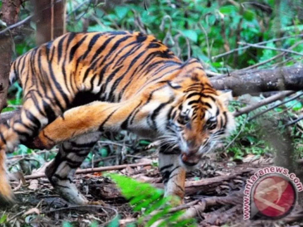 Ilustrasi harimau kena jerat (ANTARA)