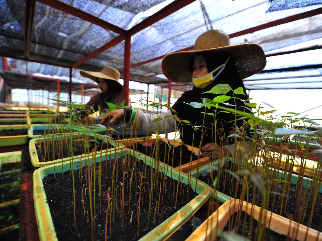 Pekerja merawat bibit mahoni (Swietenia mahagoni). ANTARA FOTO/Wahdi Septiawan