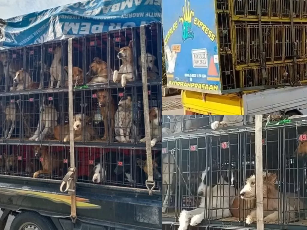 Puluhan ekor anjing dikirim ke luar kota untuk dijadikan santapan. (Instagram @jakartaanimalaidnetwork)