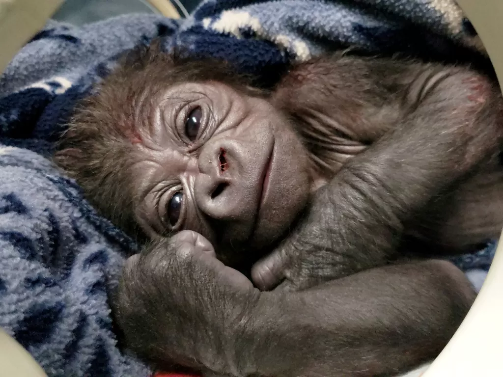 Seekor bayi gorila dataran rendah barat jantan beristirahat (REUTERS/FRANKLIN PARK ZOO)