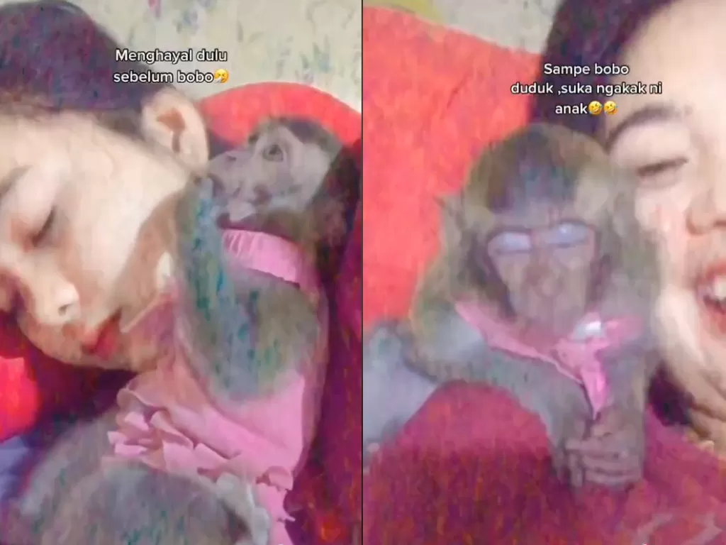 Cuplikan video disaat monyet yang temani majikan tidur. (photo/TikTok/@_tifanifrys)