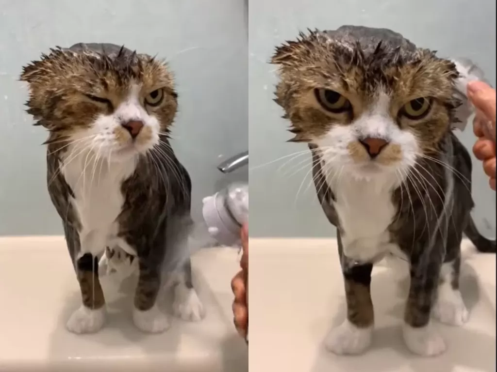 Cuplikan video kucing yang merasa jengkel saat dimandikan oleh majikannya. (photo/Youtube/Rumble Viral)