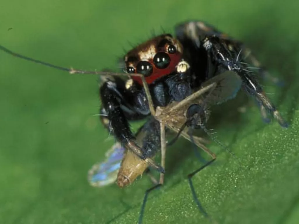 Laba-laba pemangsa nyamuk Evarcha culicivora. (Theguardian/Robert Jackson)