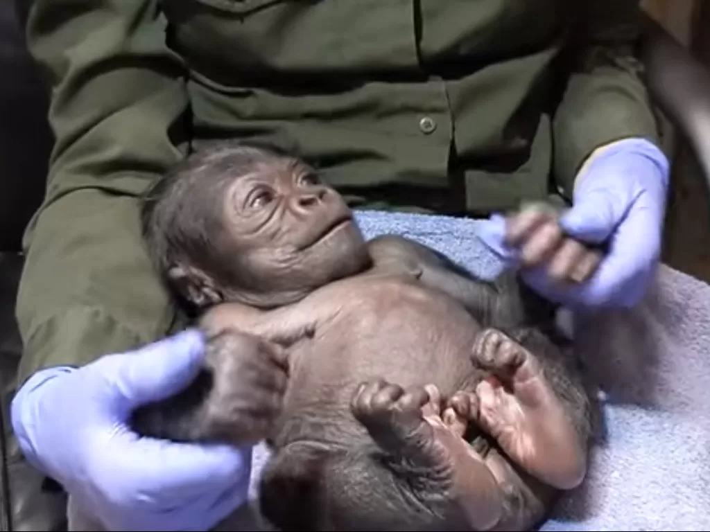 Bayi gorila yang lahir di kebun binatang Boston. (Travel and Leisure)