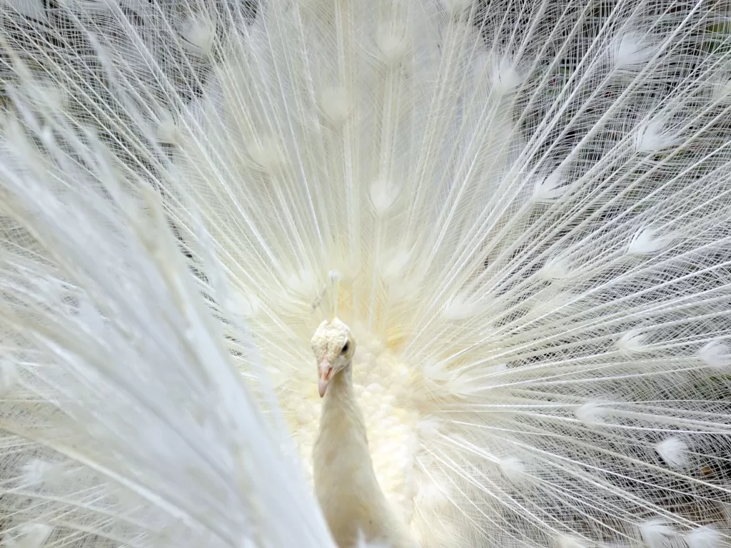 Seekor Merak putih (pavo cristatus) berada di kandang aviary (ANTARA FOTO/Iggoy el Fitra)