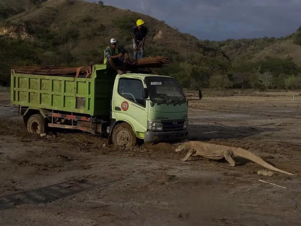 Seekor komodo terlihat seolah menghadang truk proyek Jurassic Park di Pulau Rinca. (Foto: Instagram @gregoriusafioma)
