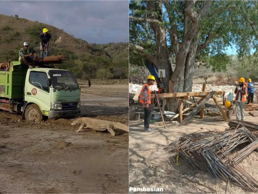 Kiri: Foto viral komodo seolah hadang truk proyek (Instagram/@gregoriusafioma) / Kanan: pengerjaan proyek di Pulau Komodo (Dok. KemenPUPR)