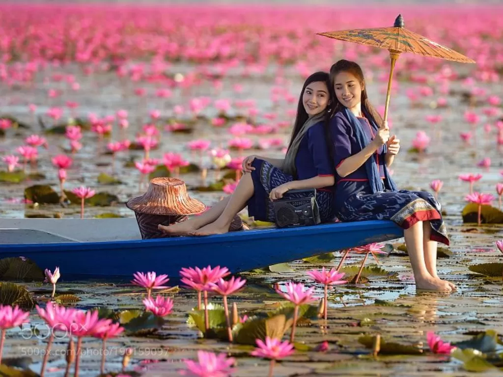 Danau Pink Water Lilies di Thailand. (pinterest.com)