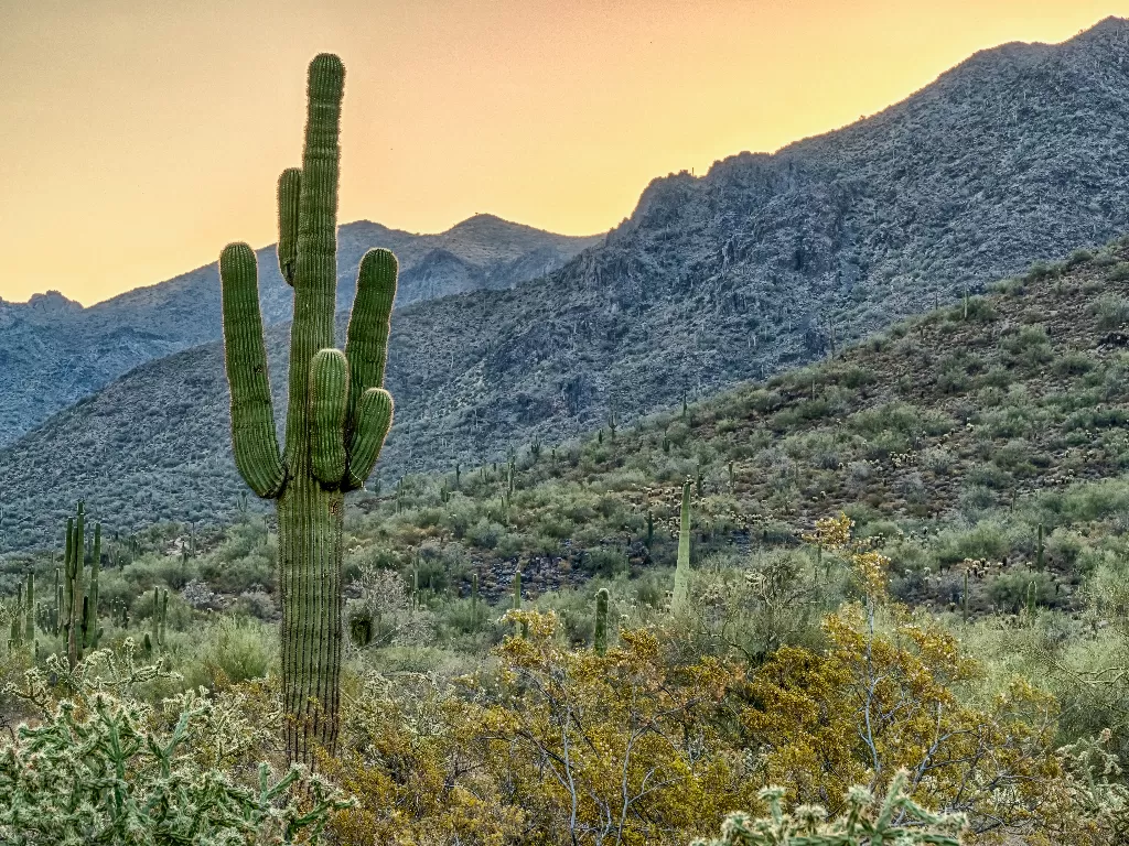 Kaktus Saguaro. (Flickr/David Youngblood)