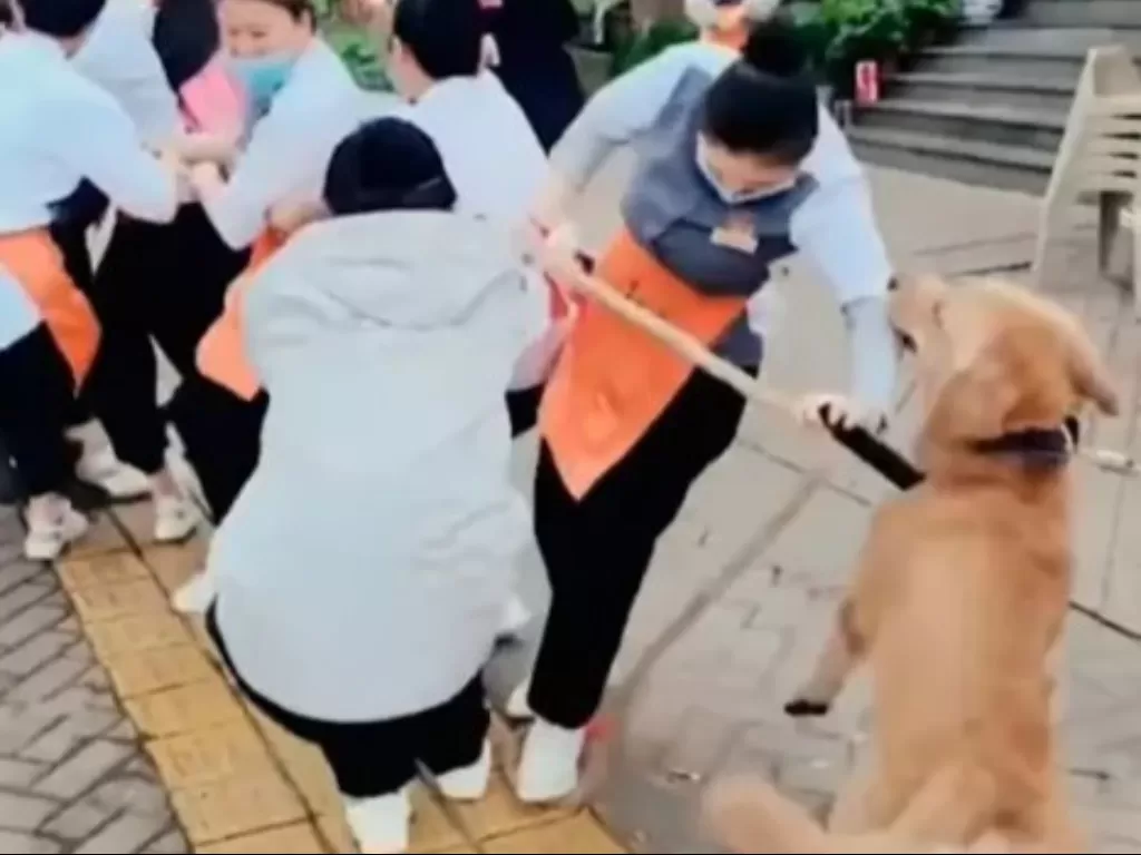 Anjing bantu orang tarik tambang. (Weibo)