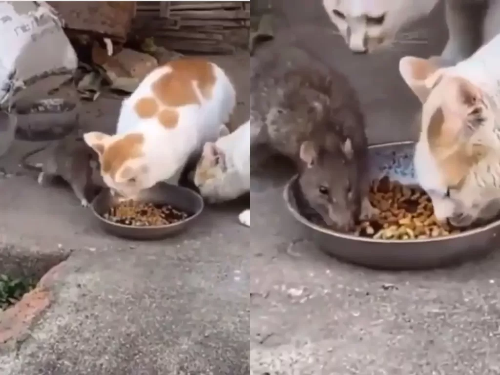  Cuplikan video disaat tikus yang ikut nimbrung dan makan bareng kucing. (photo/Instagram/@susuyorlar.soyleyemiyorlar)