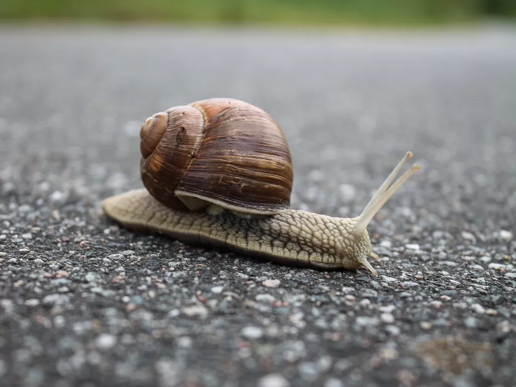 Siput (Photo by invisiblepower from Pexels)