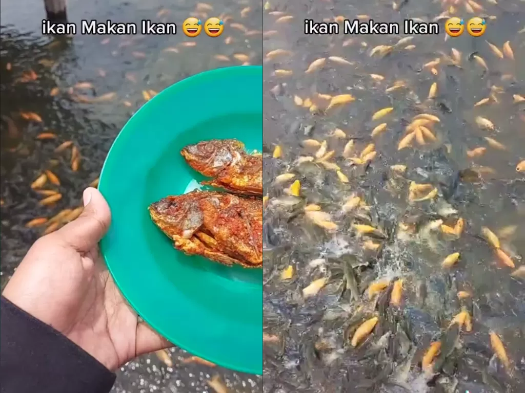 Cuplikan video saat pria yang beri makan ikannya dengan ikan goreng. (photo/TikTok/@pegangkocak)