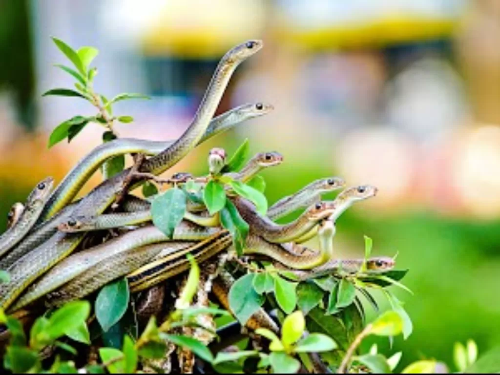 Ular di Peternakan ular Dong Tam. (vymaps.com)