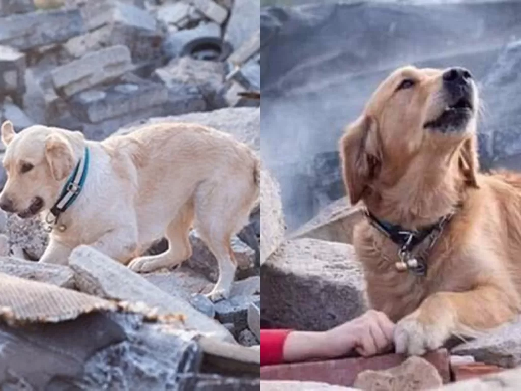 Anjing tunggu majikannya yang terjebak di reruntuhan. (Twitter/@itapatitaa)
