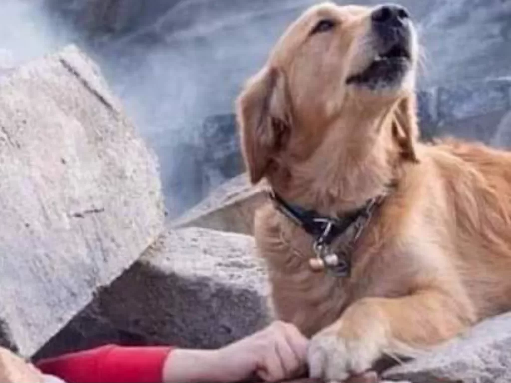 Momen seekor anjing menunggu majikannya yang tertimpa reruntuhan. (Noskaphoto)