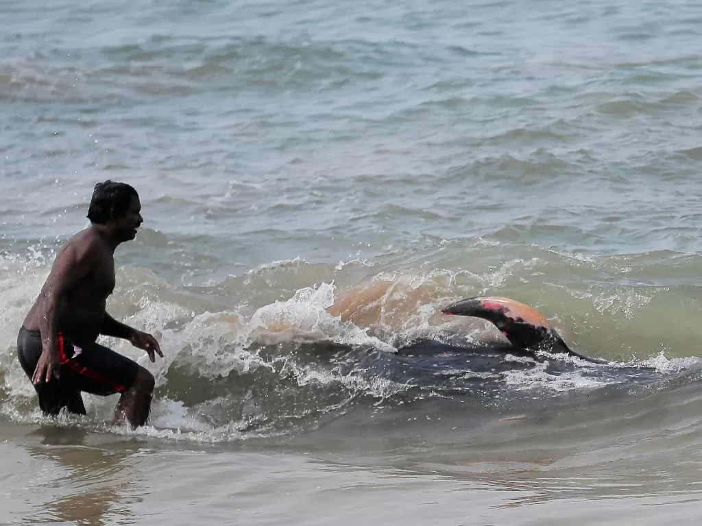Seorang warga desa mencoba mendorong paus pilot setelah terdampar di pantai di Panadura, Sri Lanka (REUTERS/Dinuka Liyanawatte)