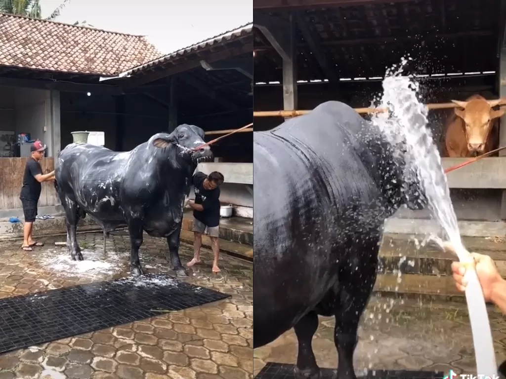 Cuplikan video saat sapi yang super berat dan besar tengah dimandikan oleh pemiliknya. (photo/TikTok/@setia_farm)