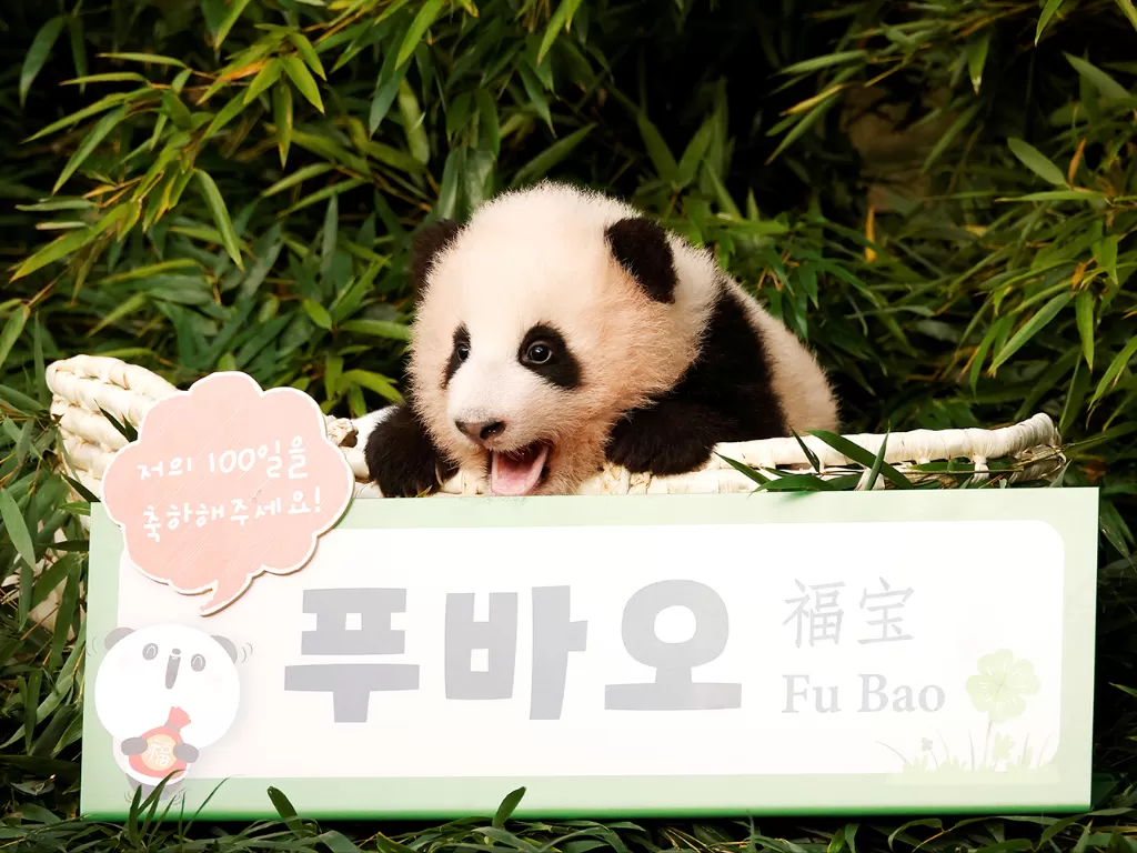 Bayi panda yang pertama lahir di Korea Selatan. (Photo/Reuters/Kim Hong-Ji)