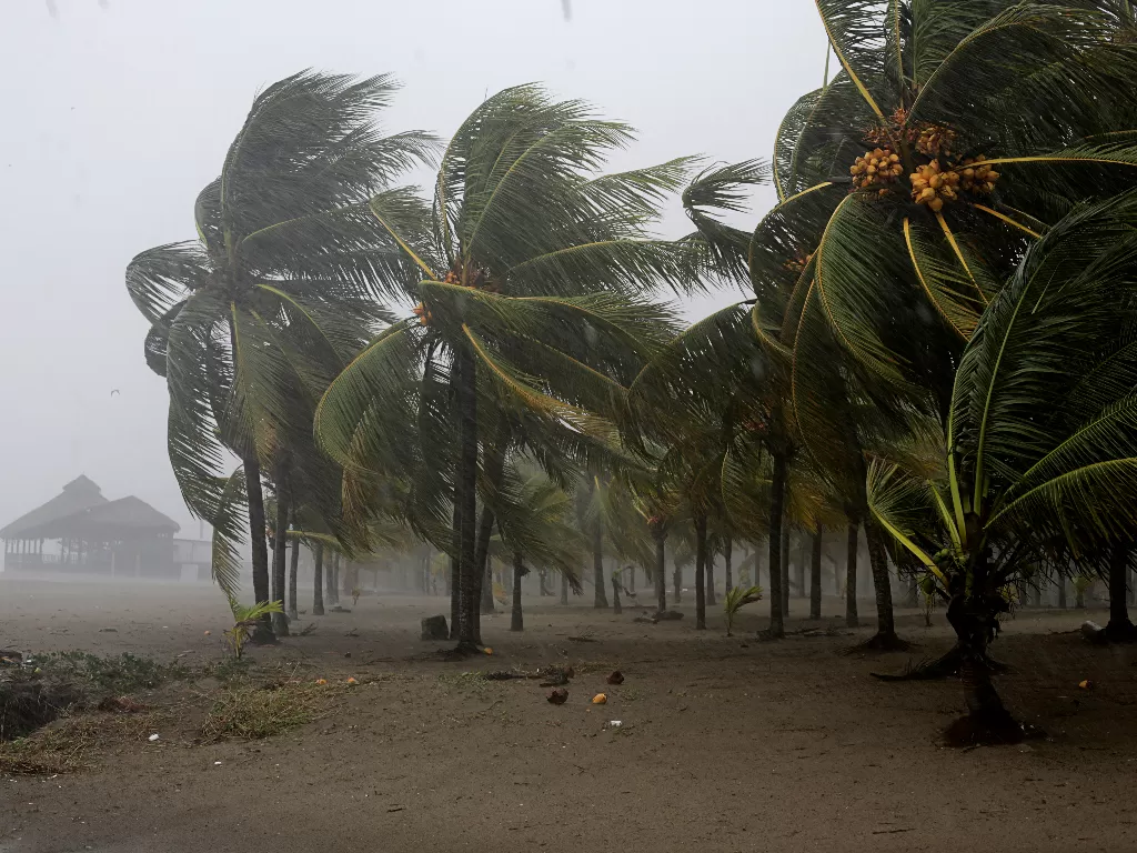 Pohon palem bergoyang tertiup angin saat Badai Eta mendekat, di Tela, Honduras (REUTERS/Jorge Cabrera)