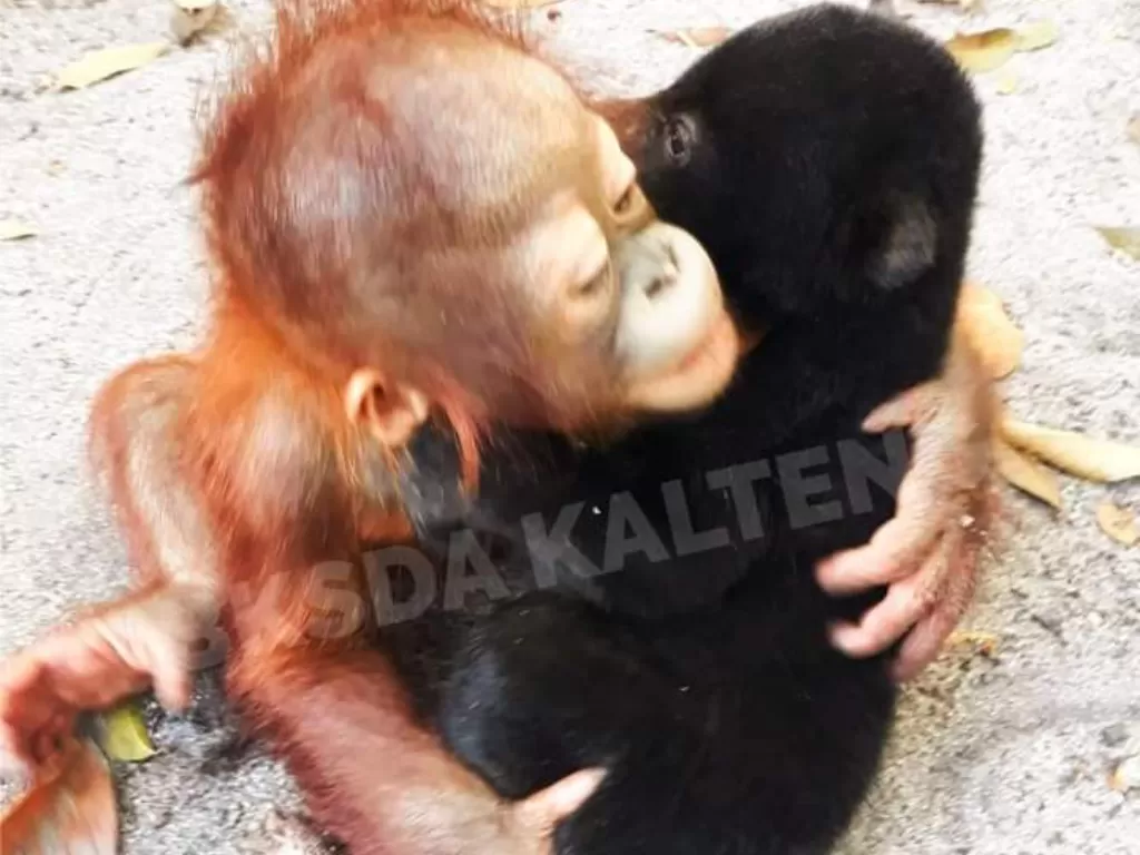 Bayi orangutan memeluk bayi beruang madu. (Facebook Balai Ksda Kalteng/ Karim)