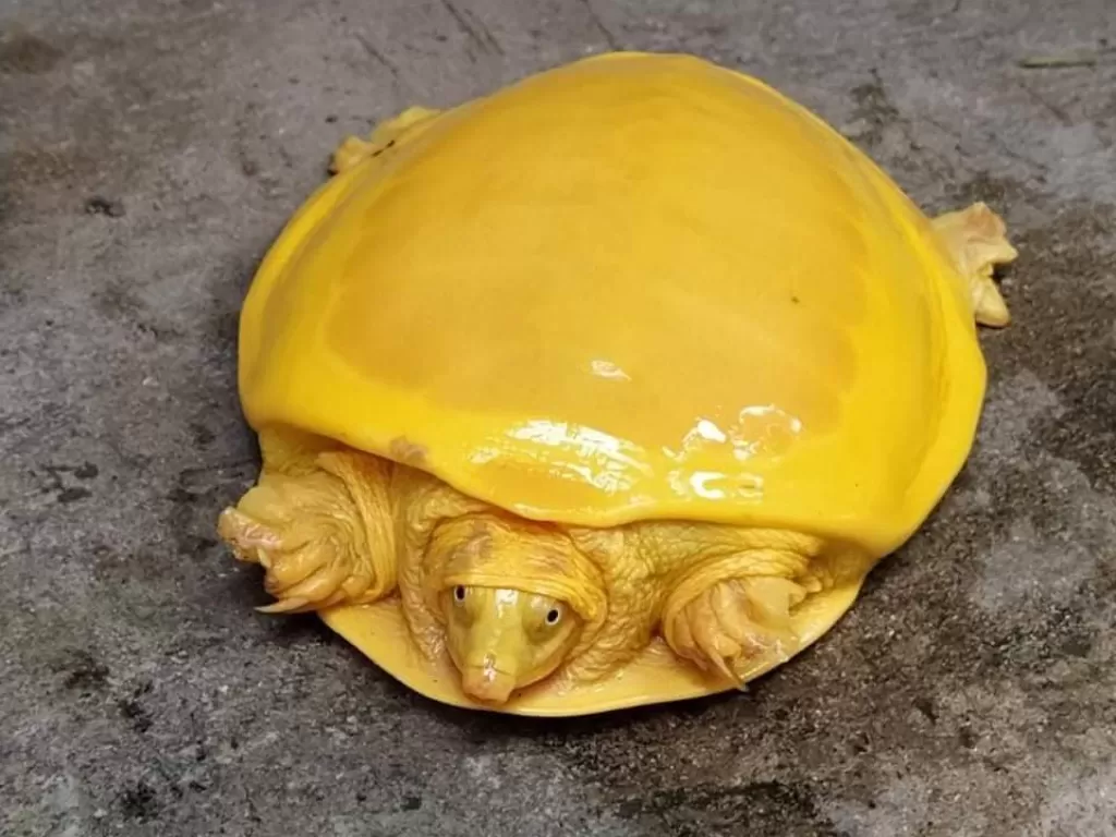Kura-kura unik berwarna kuning emas. (Twitter/@deva_iitkgp)