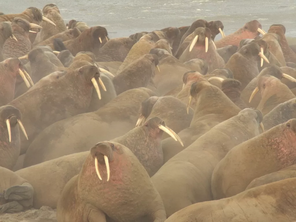 Pemandangan menunjukkan kawanan walrus di garis pantai Laut Kara di Semenanjung Yamal, Rusia (REUTERS/Yamalo-Nenets Autonomous Region)