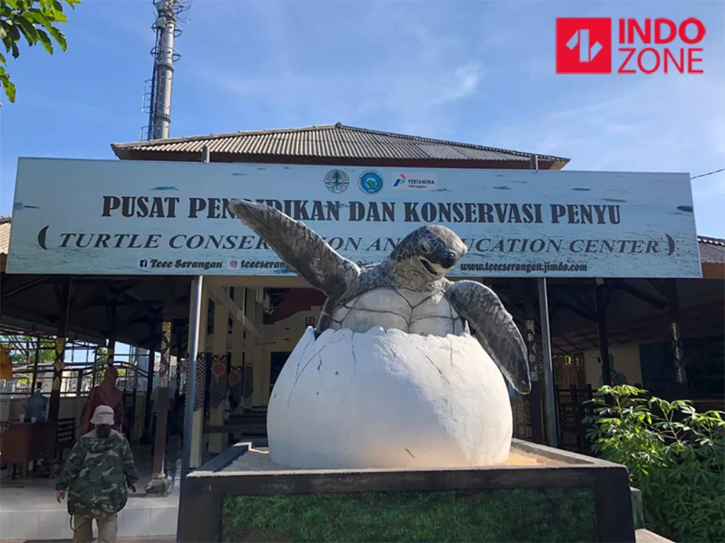  Penyu-penyu di Pusat Pendidikan dan Konservasi Penyu, Serangan, Bali. (INDOZONE/Samsudhuha Wildansyah)