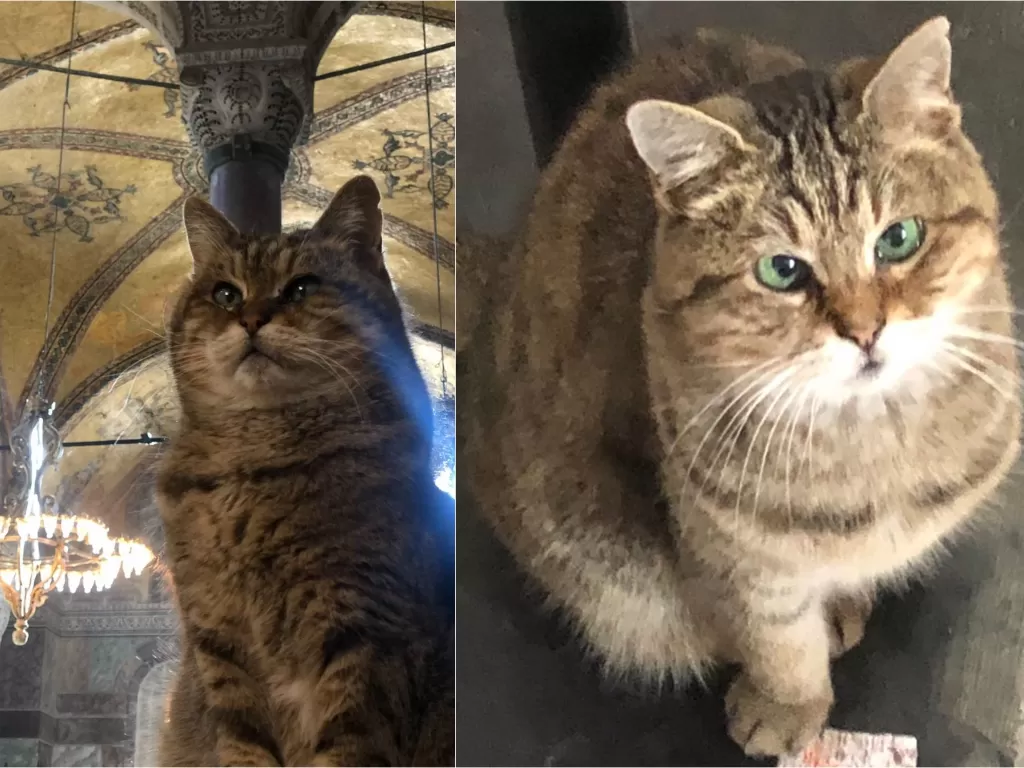 Gli, kucing penunggu Hagia Sophia (Instagram/hagiasophiacat)