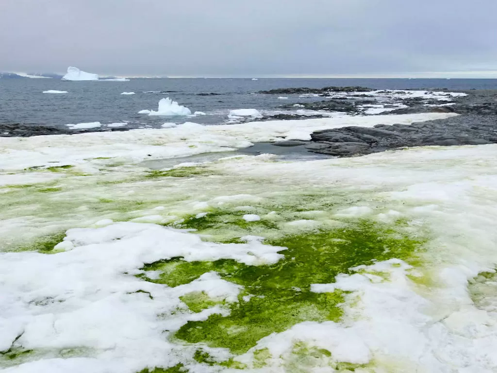 Fenomena salju di Antartika berubah jadi hijau. (greenqueen.co.uk)