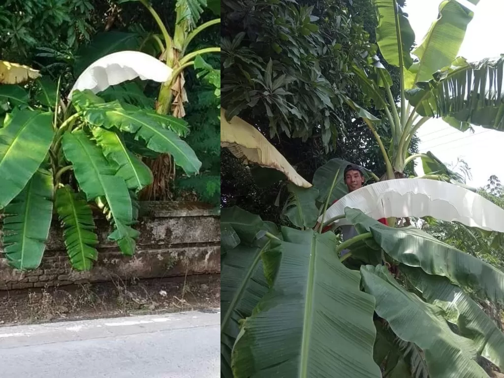 Viral daun pisang berwarna putih di Kudus, Jawa Tengah. (Foto: Instagram Viral Terkini99)
