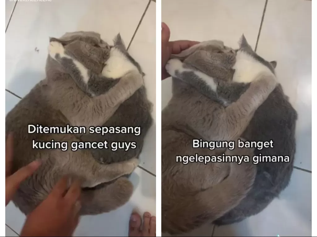 Video kucing gancet bikin gemas netizen hingga viral. (TikTok/@uvuvzhezhezhe)