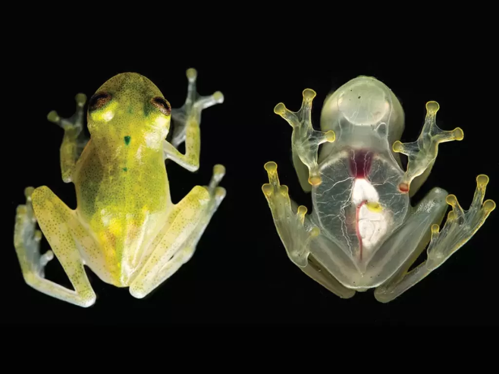 Hyalinobatrachium yaku jantan dewasa, salah satu spesies katak kaca baru. (Live Science/JM Guayasamin dkk.)