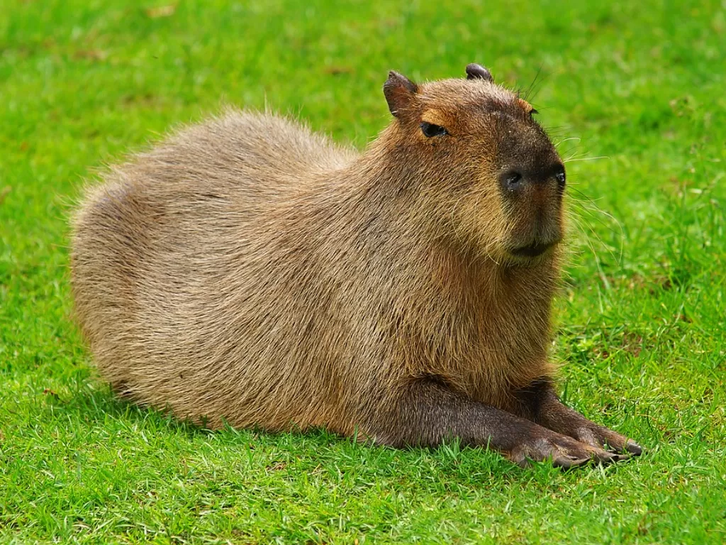 Kapibara, hewan pengerat terbesar di dunia. (Pixabay/Kapa65)