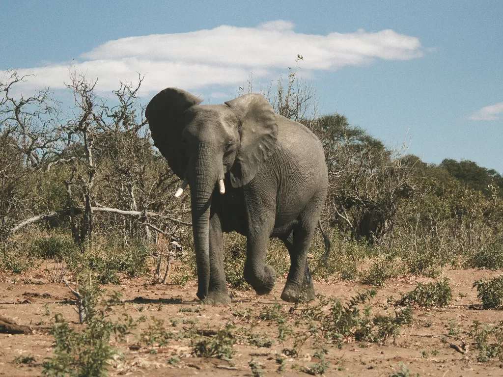 Chobe National Park, Botswana. (Unsplash/@saluken)